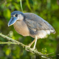 Boat-billed Heron